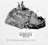 Peltigera aphthosa image